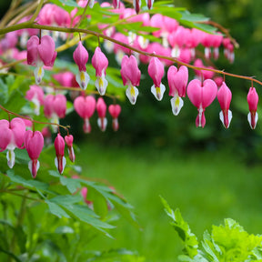 Verkauf Tränendes Herz - Dicentra spectabilis