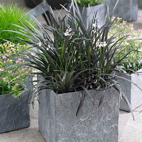 Schwarzer Schlangenbart 'Nigrescens' - Ophiopogon planiscapus Nigrescens - Willemse