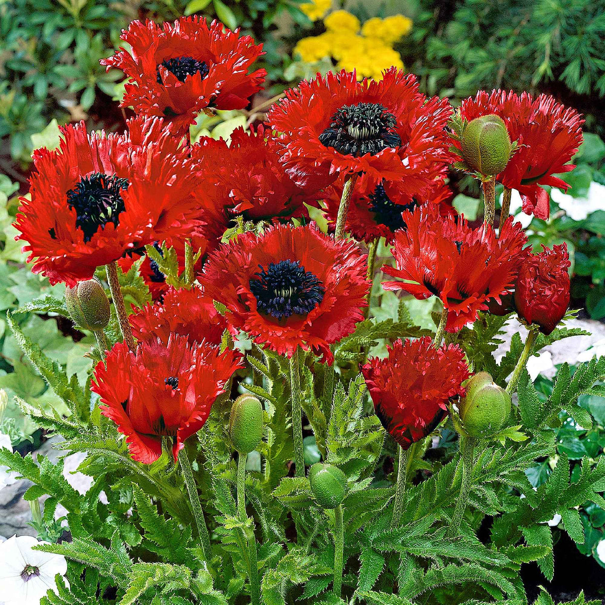 Orientalischer Mohn 'Türkenlouis' - Willemse