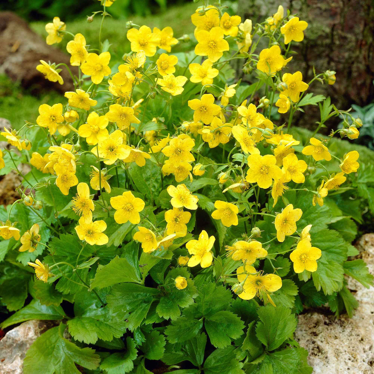 Dreiblättrige Waldsteinie - Willemse