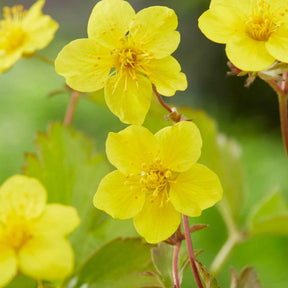 Dreiblättrige Waldsteinie - Waldsteinia ternata - Willemse