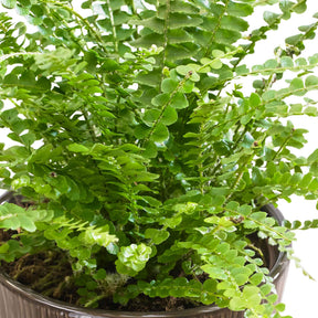 Schwertfarn 'Duffi' - Nephrolepsis exaltata Duffi - Willemse