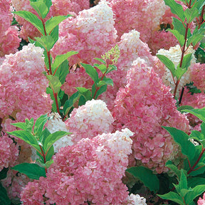 Rispenhortensie 'Vanille Fraise' - Hydrangea paniculata vanille fraise ® ‘renhy’