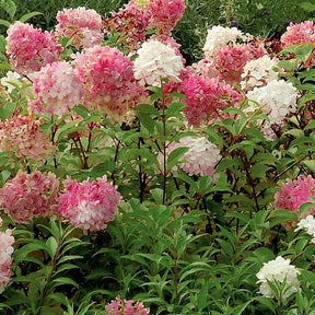 Rispenhortensie 'Vanille Fraise' - Hydrangea paniculata vanille fraise ® ‘renhy’