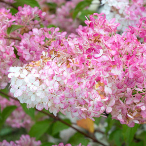Rispenhortensie 'Vanille Fraise' - Hydrangea paniculata vanille fraise ® ‘renhy’