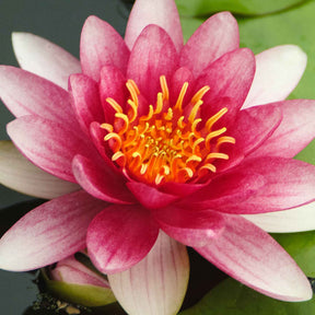 Seerose 'Attraction' - Seerosen - Willemse