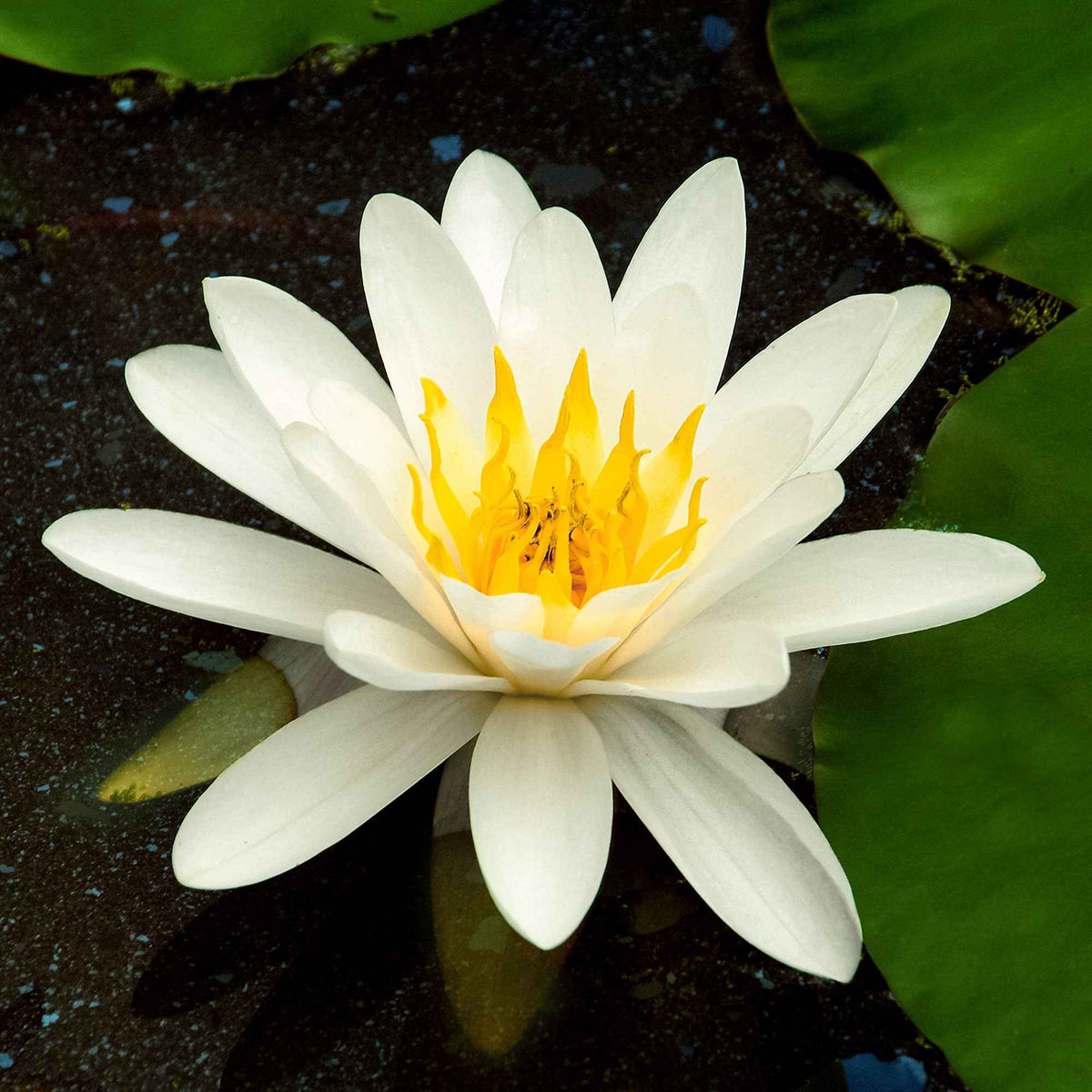 Seerose 'Marliacea Albida' - Willemse