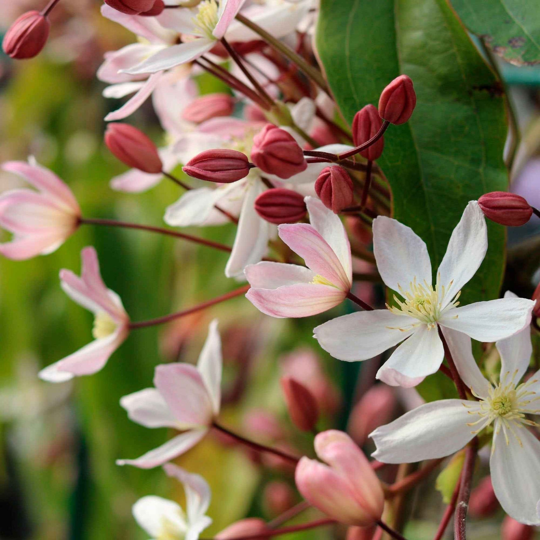 Immergrüne Waldrebe 'Apple Blossom' - Willemse
