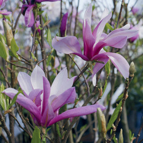 Tulpen-Magnolie - Magnolien - Willemse