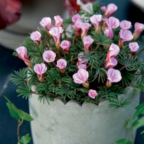Sauerklee 'Autumn Pink' (x5) - Oxalis autumn pink