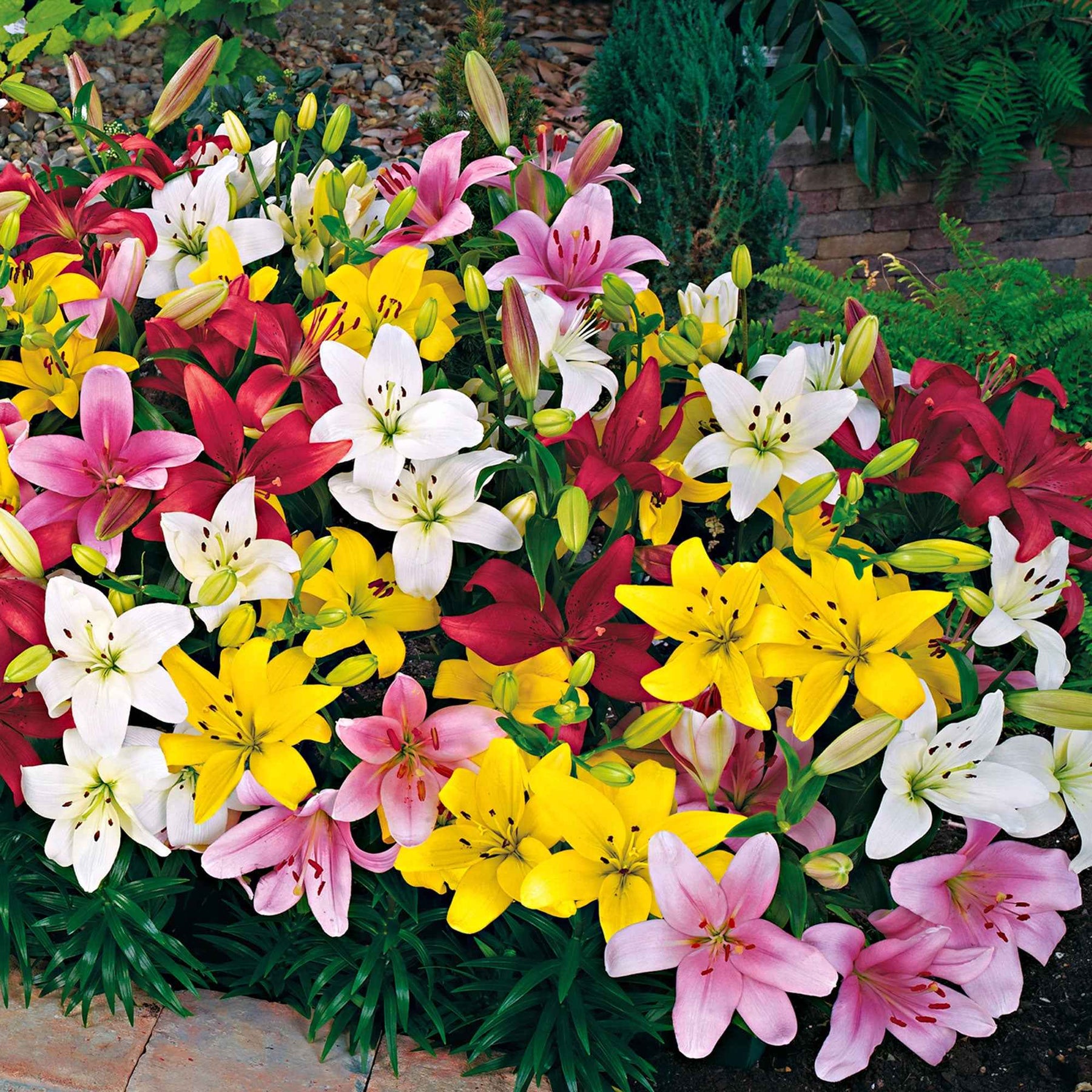 Asiatische Lilie 'Mid-Century' - Lilium mid-century - Willemse