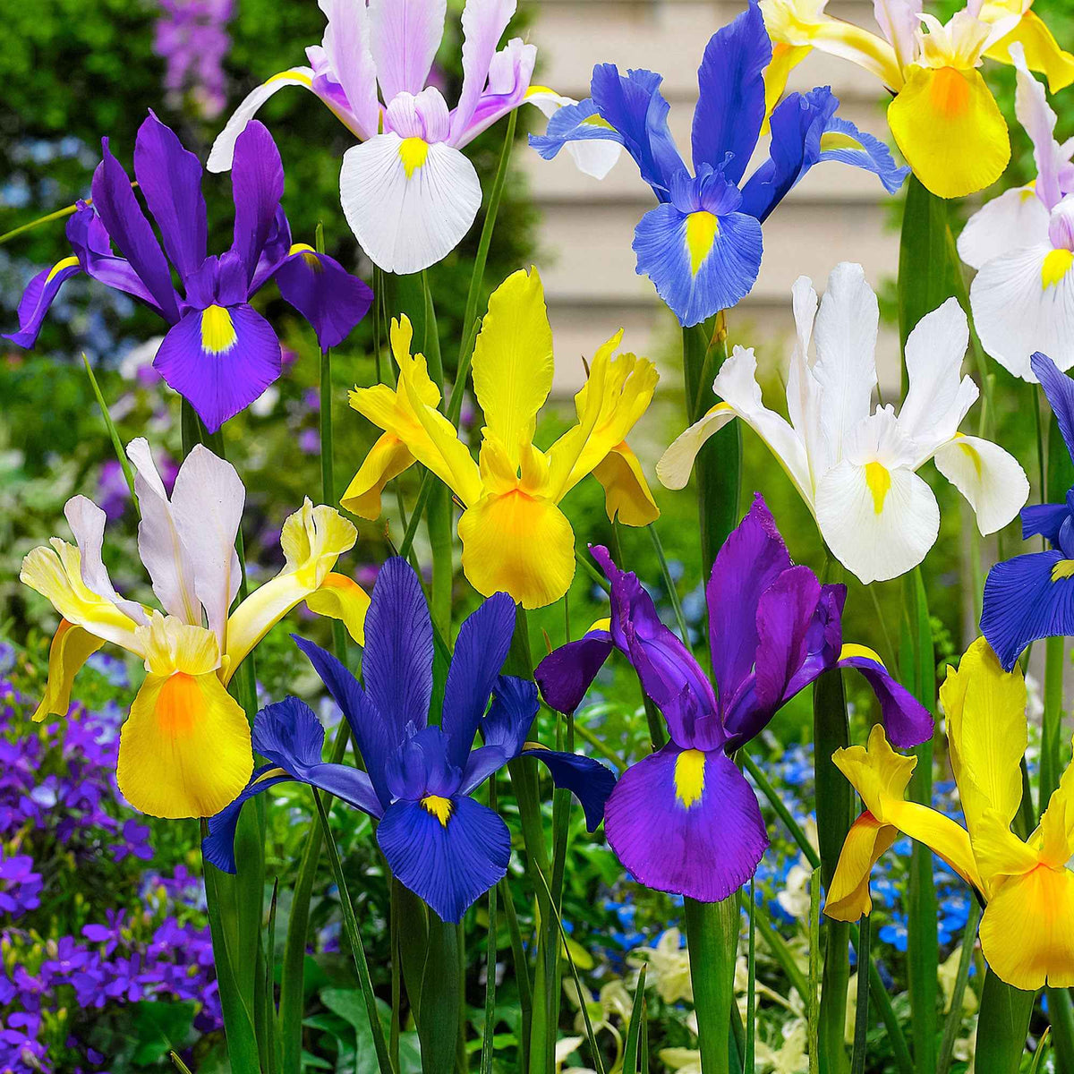 Holländische Iris Mischung 'Dutch Garden' (x50) - Iris hollandica - Willemse