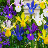 Holländische Iris Mischung 'Dutch Garden' (x50) - Iris hollandica - Willemse