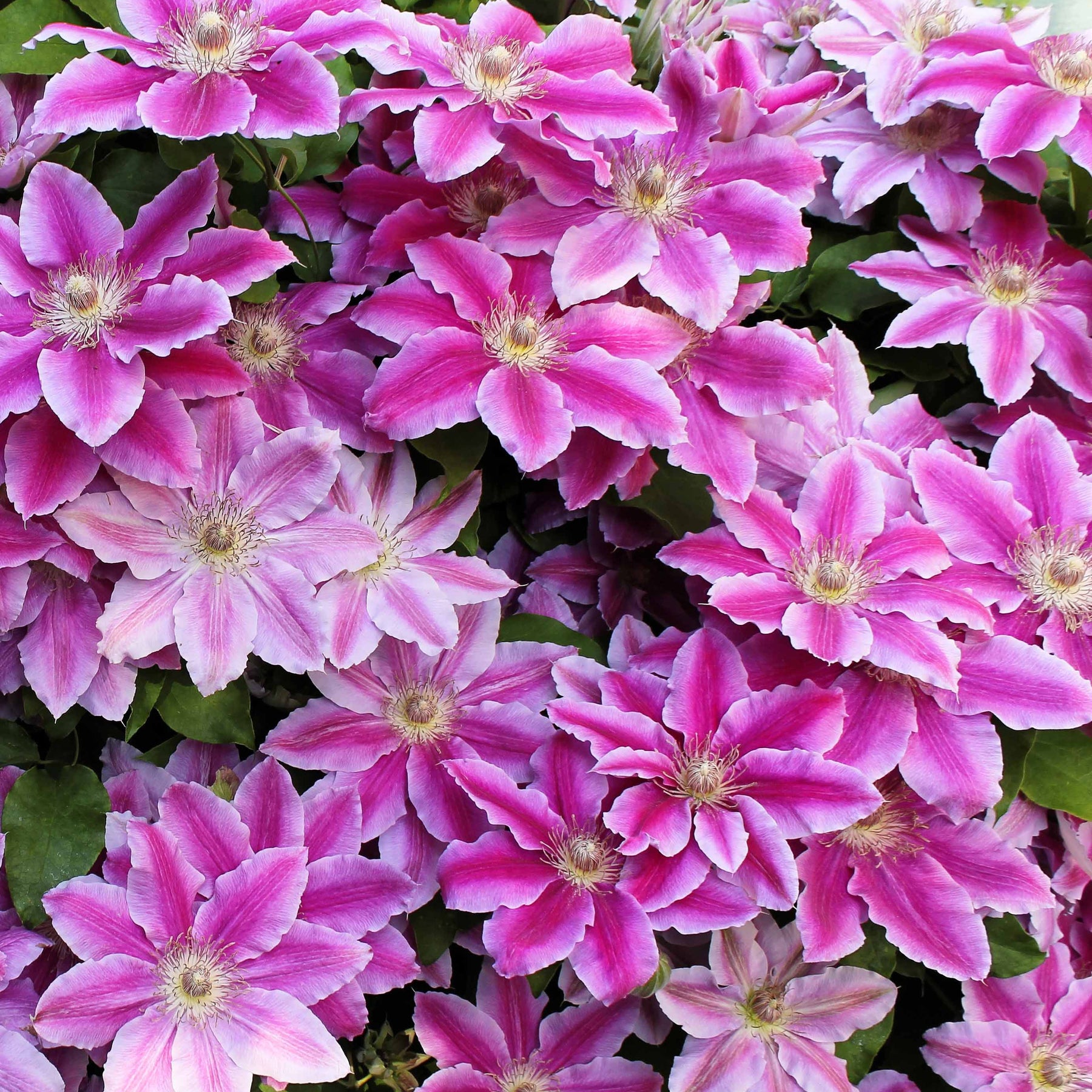Clematis 'Piilu' - Clematis - Willemse