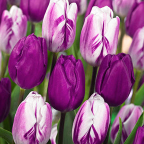 Tulpen mauv-weiß Mischung (x10) - Willemse