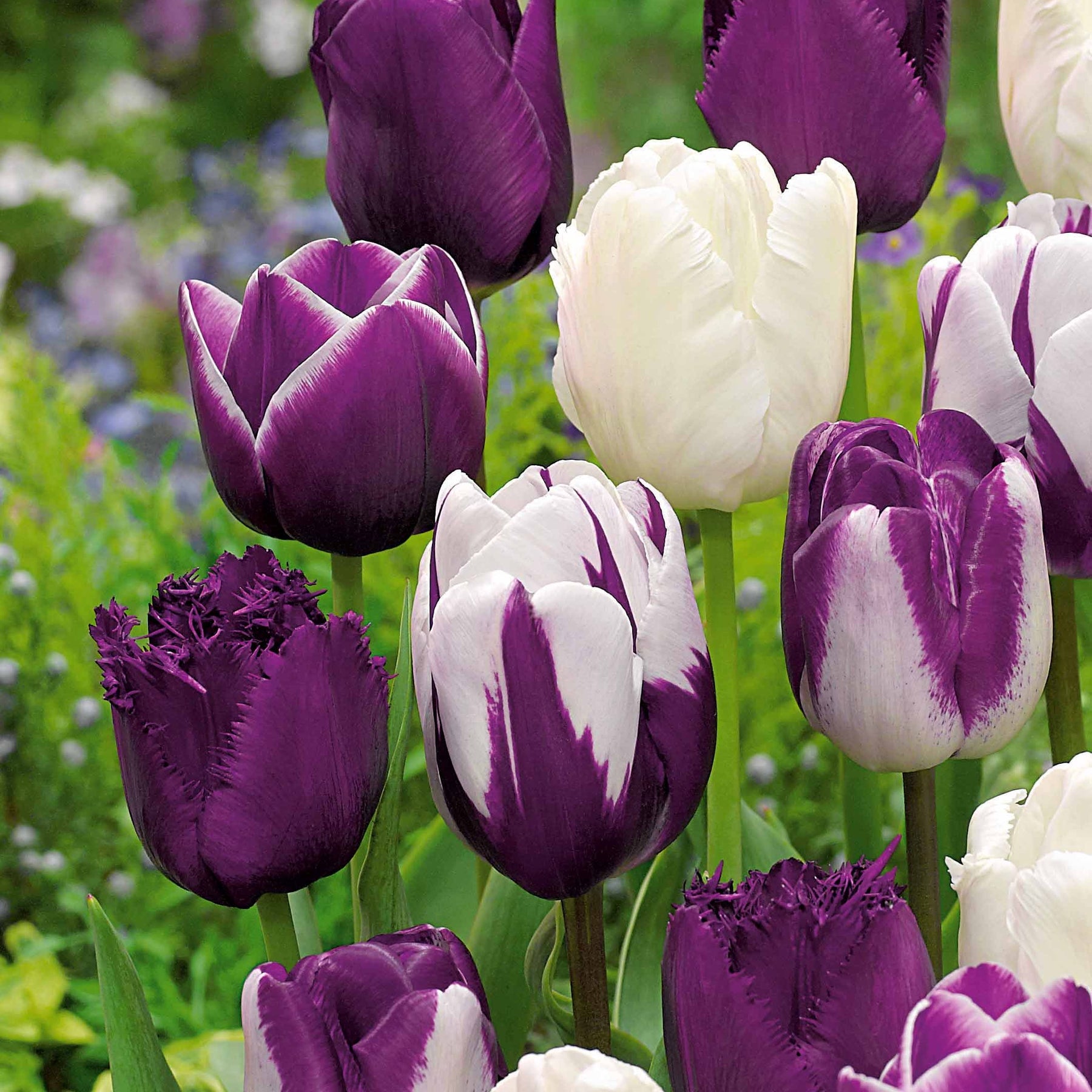 Tulpen mauv-weiß Mischung (x10) - Tulipa - Willemse
