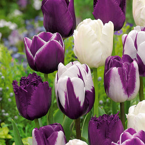 Tulpen mauv-weiß Mischung (x10) - Tulipa - Willemse
