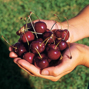 Kirschbaum 'Kordia' - Prunus avium kordia - Obstbäume
