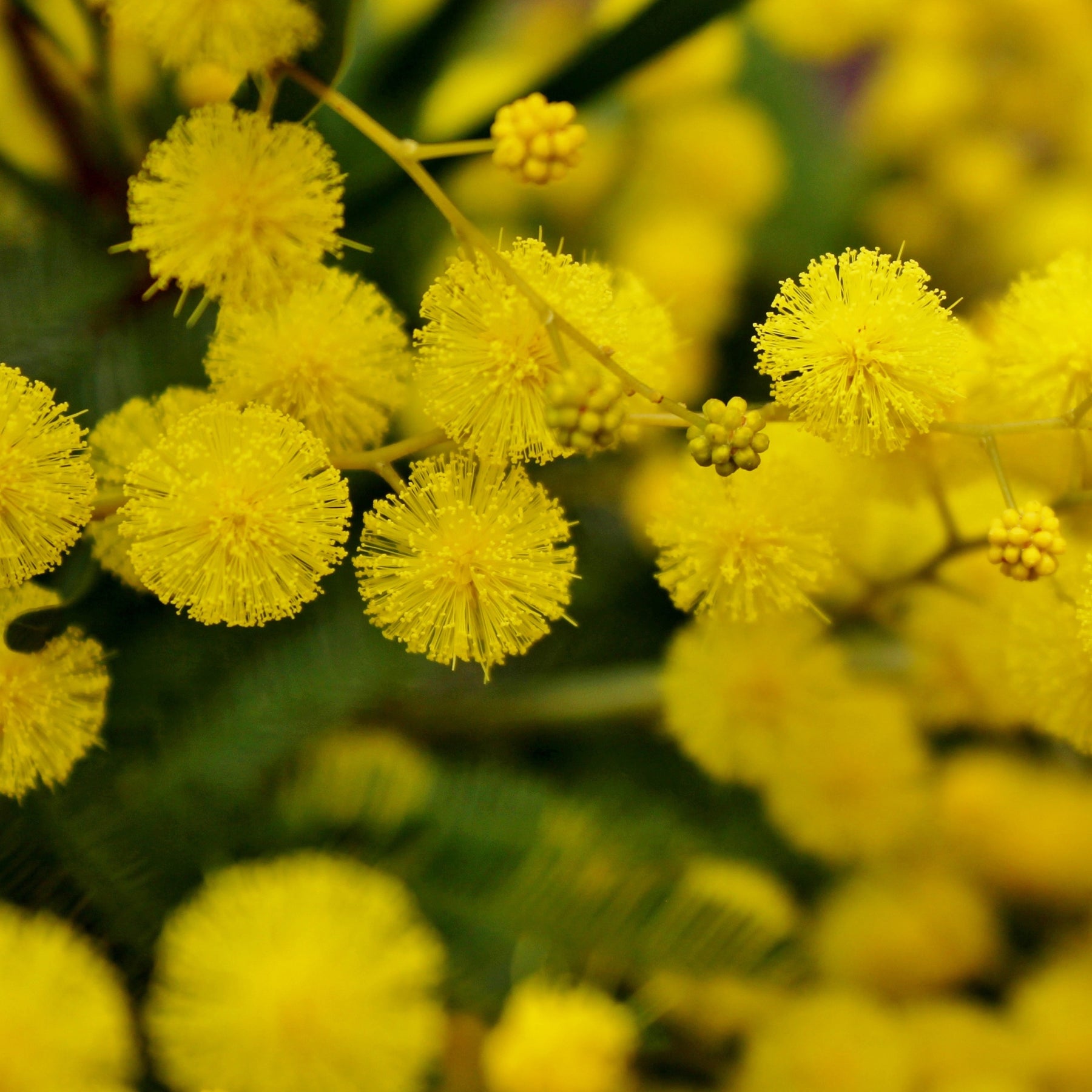 Terrassen- und Balkonpflanzen für Töpfe und Balkonkästen - Silber-Akazie - Acacia dealbata