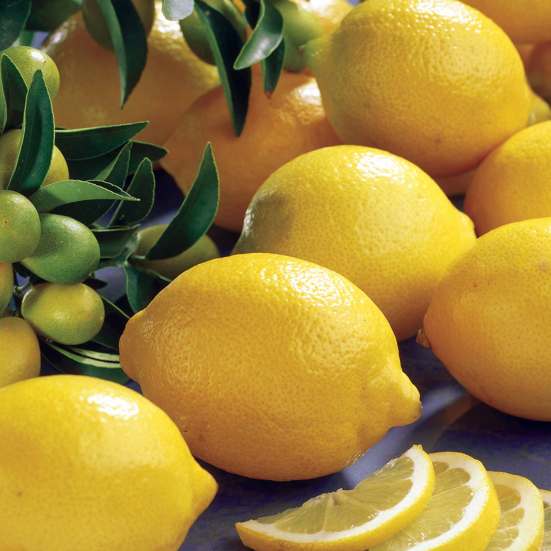 Zitronen-Bäumchen 'Vulcan' - Citrus limon vulcan