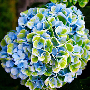 Bauernhortensie 'Revolution Blue' - Hydrangea macrophylla 'revolution blue' - Gartenpflanzen