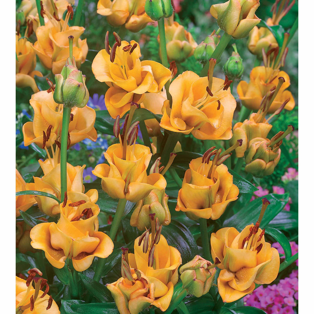 Asiatische Lilie 'Apricot Fudge' (x3) - Lilium apricot fudge - Willemse