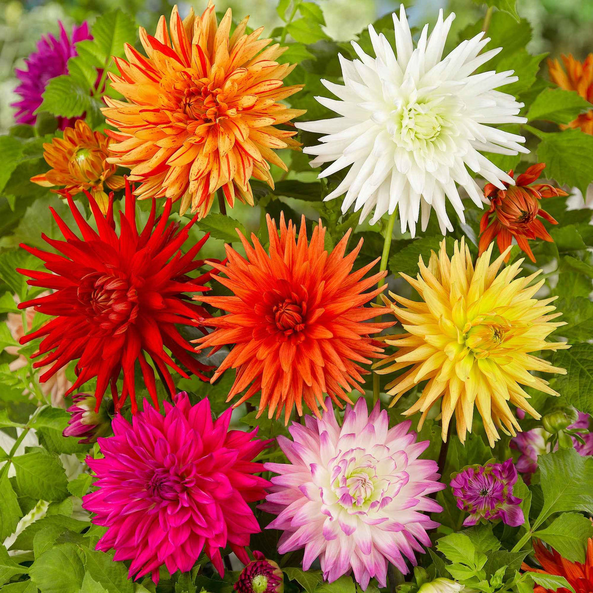 Dahlie Mischung 'Cactus' (x10) - Willemse