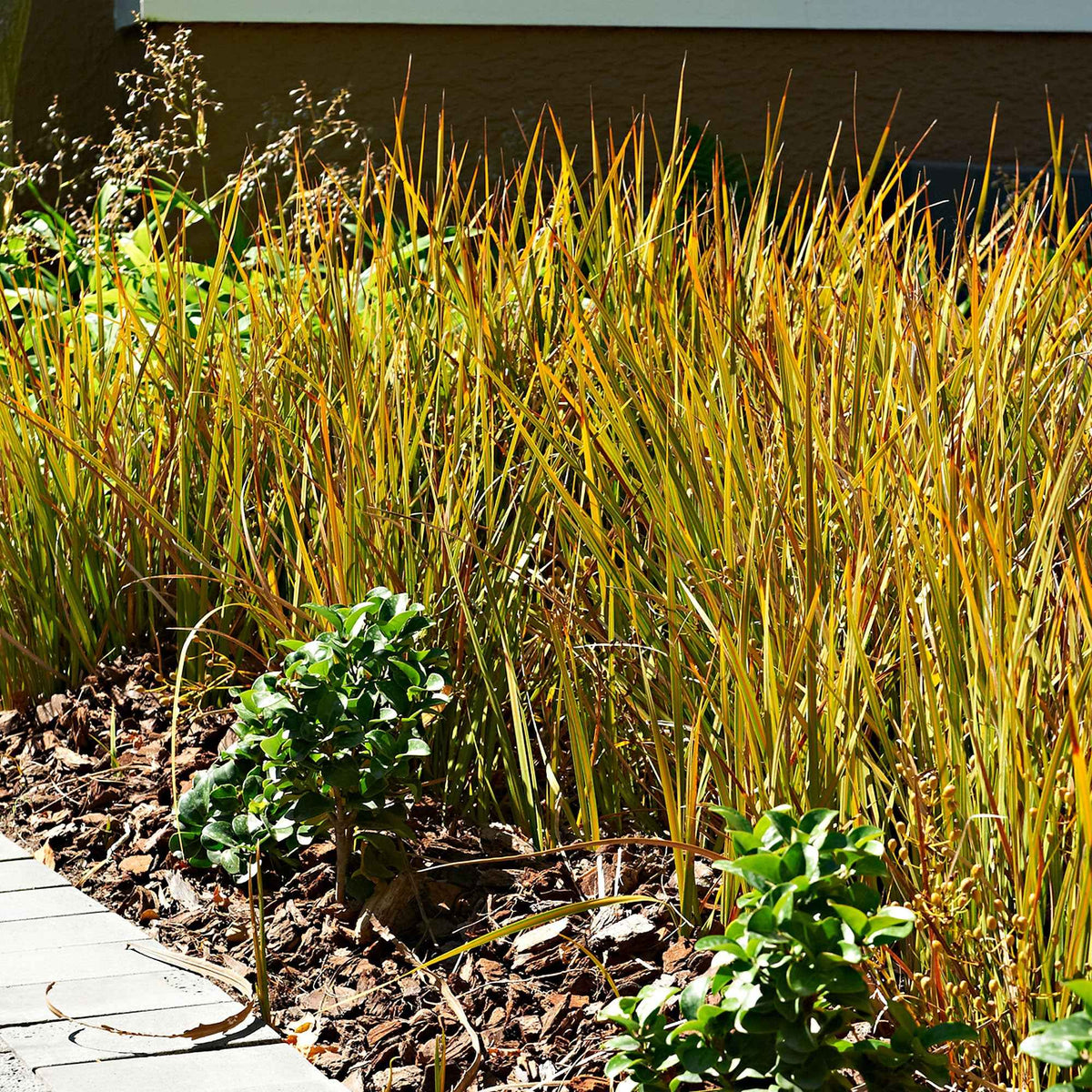 Sumpfbinse - Carex - Rote Garten-Segge 'Prairie Fire' - Carex testacea prairie fire