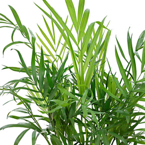 Zimmerpalmen - Bergpalme - Chamaedorea elegans