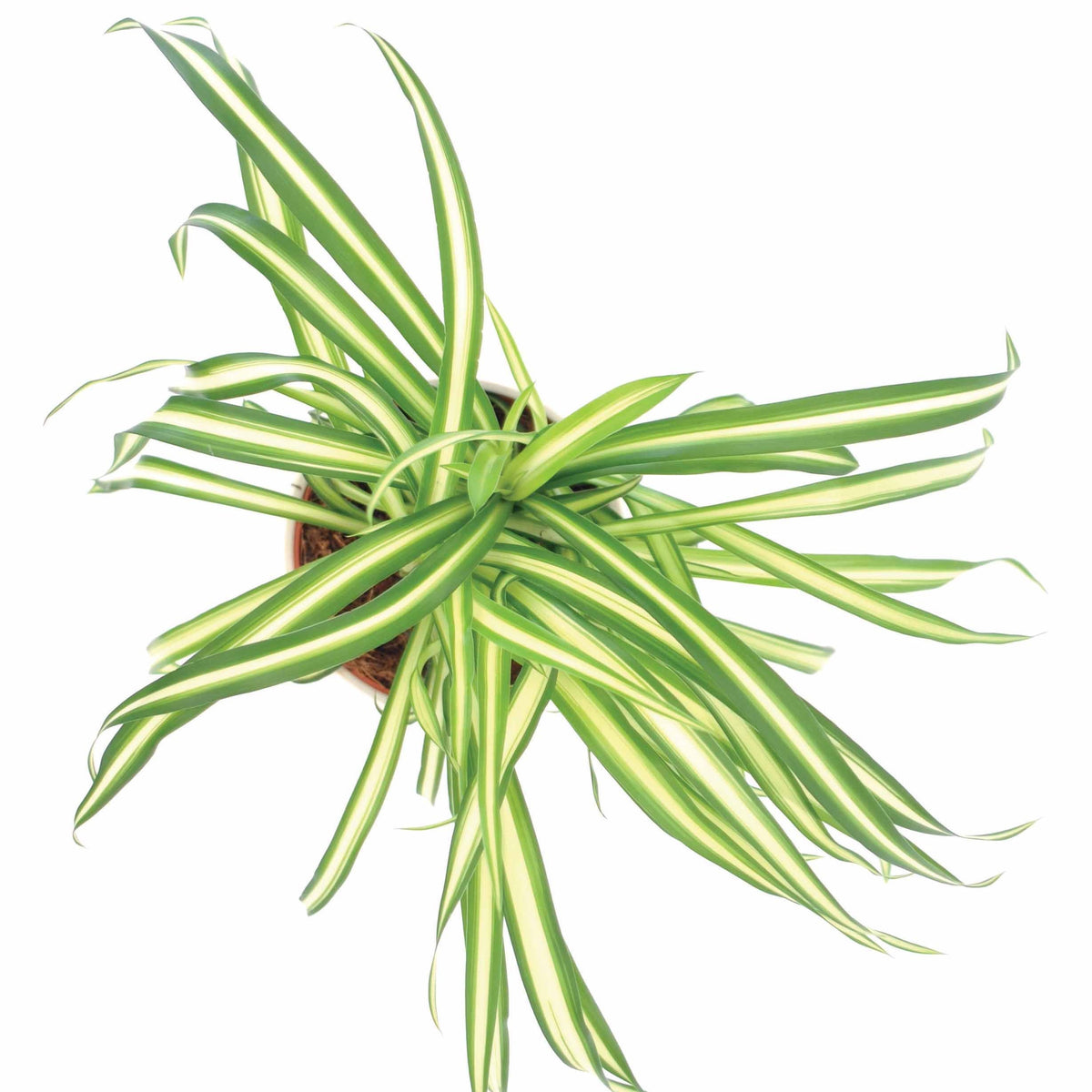 Grünlilie Chlorophytum 'Atlantic' - Chlorophytum comosum atlantic