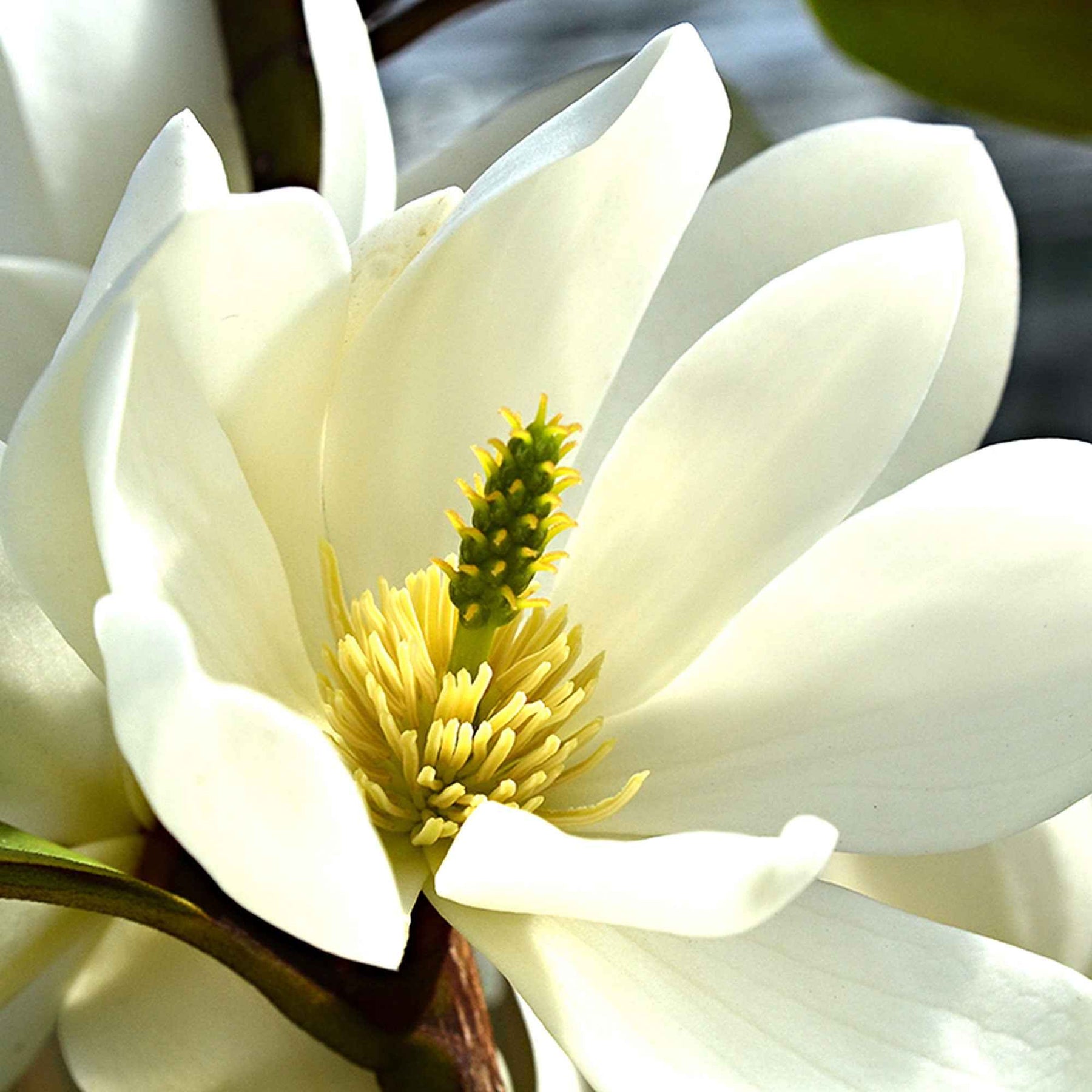 Magnolie 'Fairy White' - Magnolia fairy white - michelia hybride - Willemse