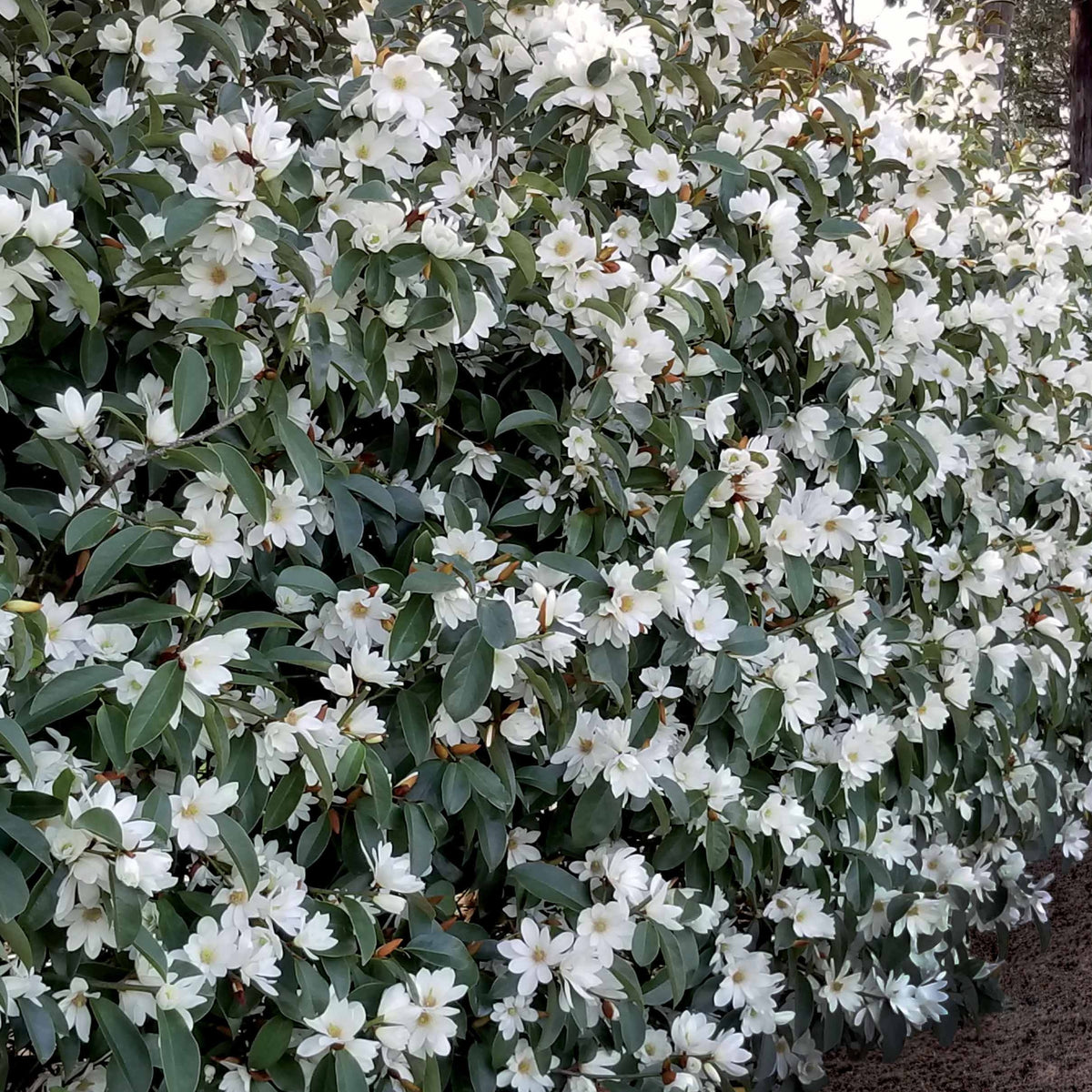 Magnolie 'Fairy White' - Willemse