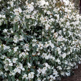 Magnolie 'Fairy White' - Willemse
