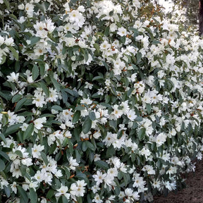Magnolie 'Fairy White' - Willemse