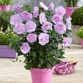 Straucheibisch 'Lavender Chiffon' - Willemse