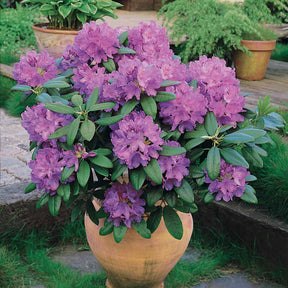 Rhododendron catawbiense 'Grandiflorum' - Rhododendron catawbiense grandiflorum - Willemse