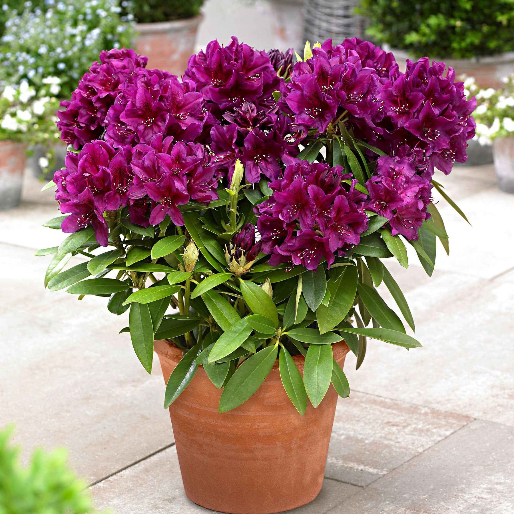 Rhododendron 'Polarnacht' - Rhododendron ponticum 'polarnacht' - Sträucher und Stauden