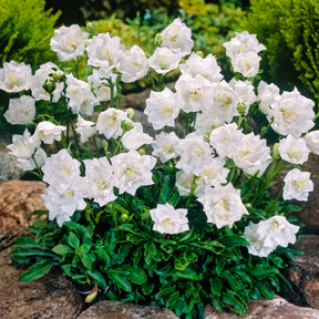 Karpaten-Glockenblume 'Alba' - Campanula carpatica alba - Willemse