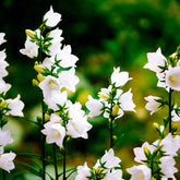 Campanula carpatica alba - Karpaten-Glockenblume 'Alba' - Glockenblumen