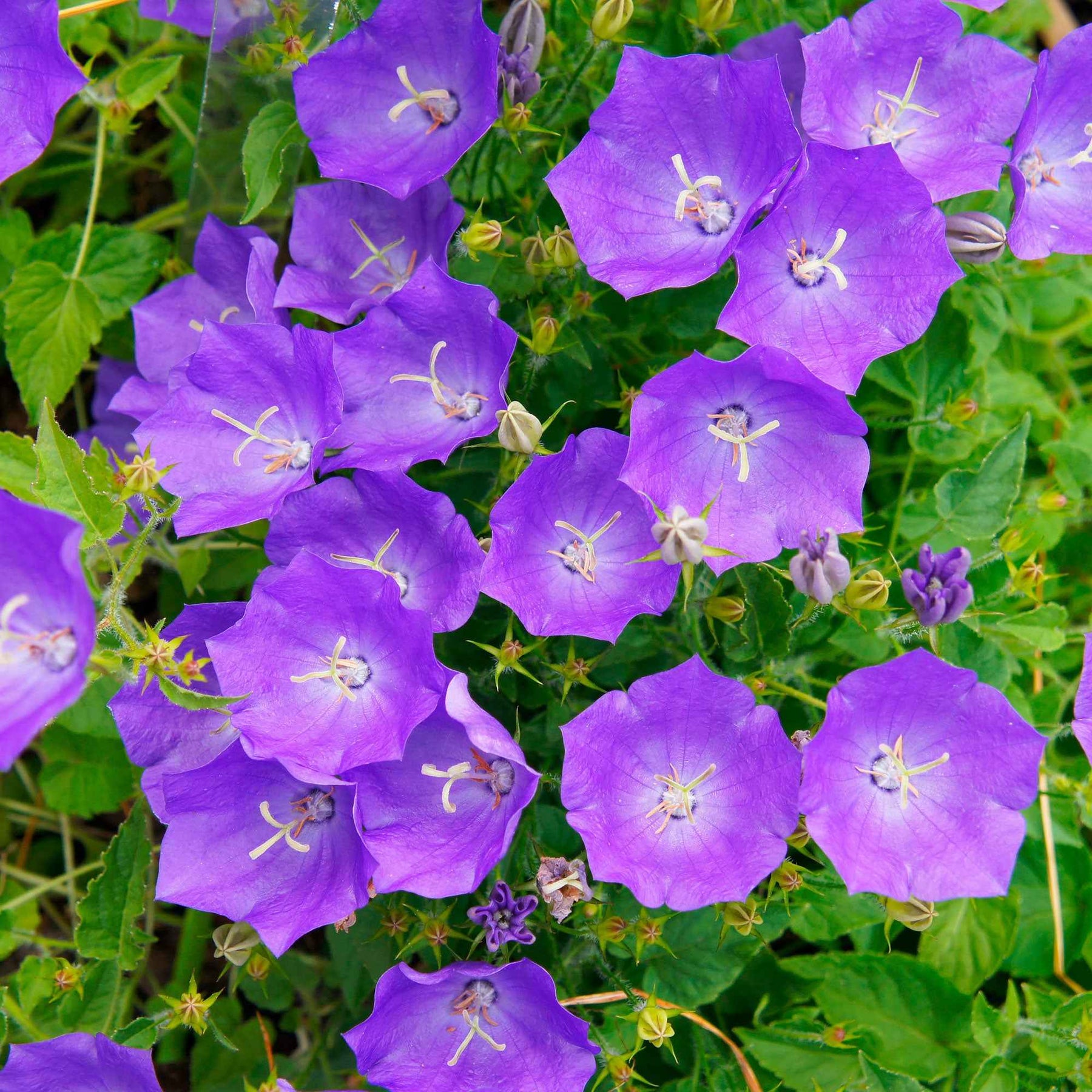 Karpaten-Glockenblume - Campanula carpatica - Willemse