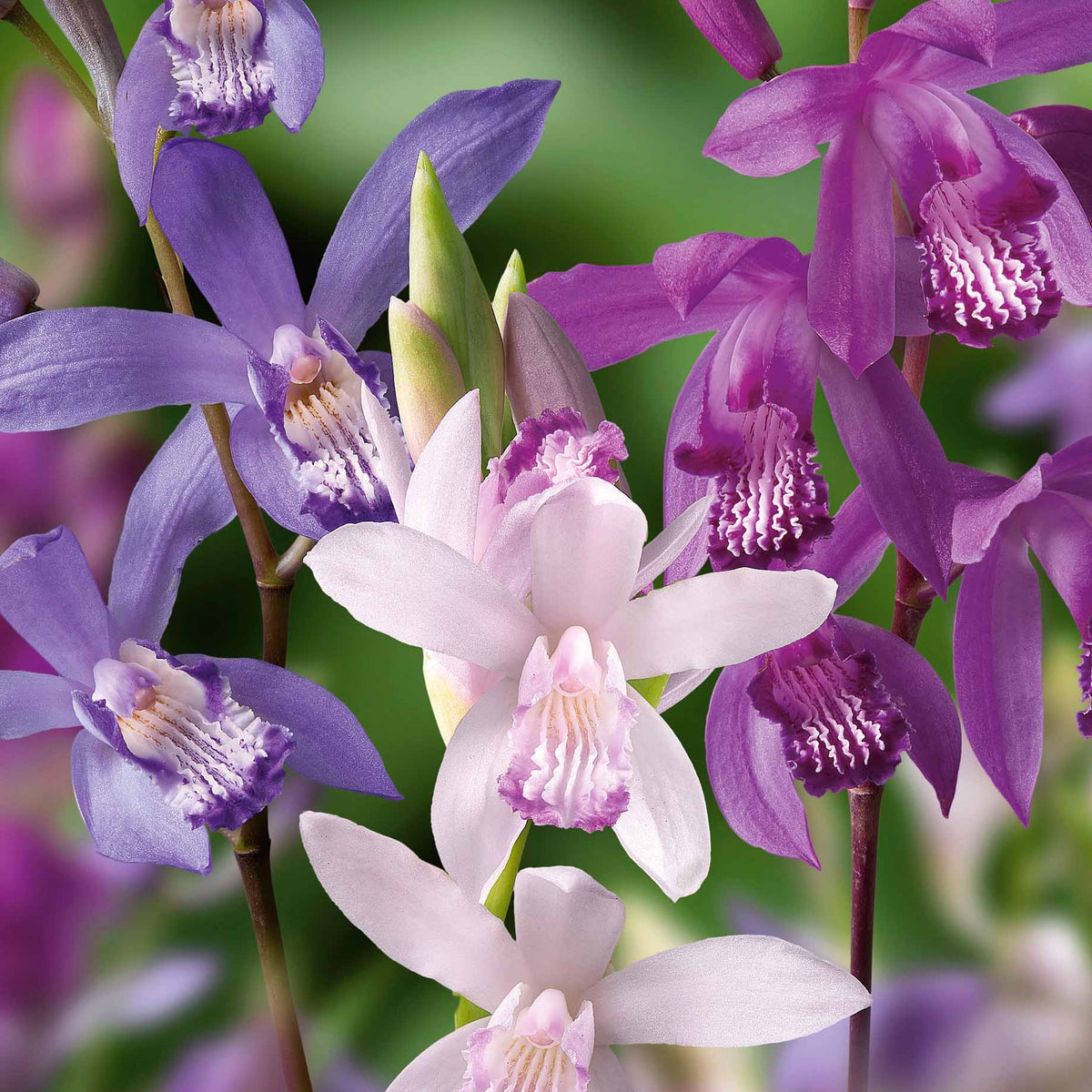 Gartenorchidee (x3) - Bletilla kuchibeni, blue dragon, striata