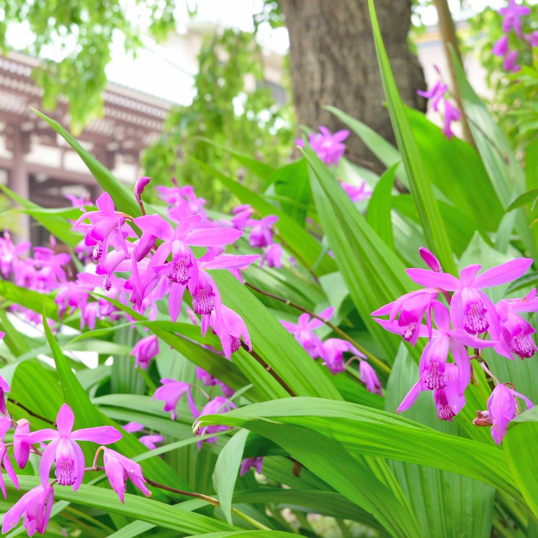 Gartenorchidee Bletilla (x2) - Willemse