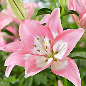 Asiatische Lilie 'Levi' - Willemse