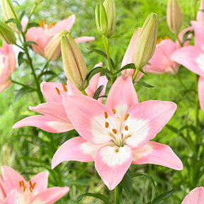 Asiatische Lilie 'Levi' - Lilium 'levi' - Willemse