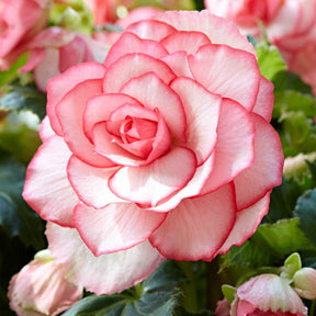 Begonie 'Cascade Florence' (x3) - Willemse