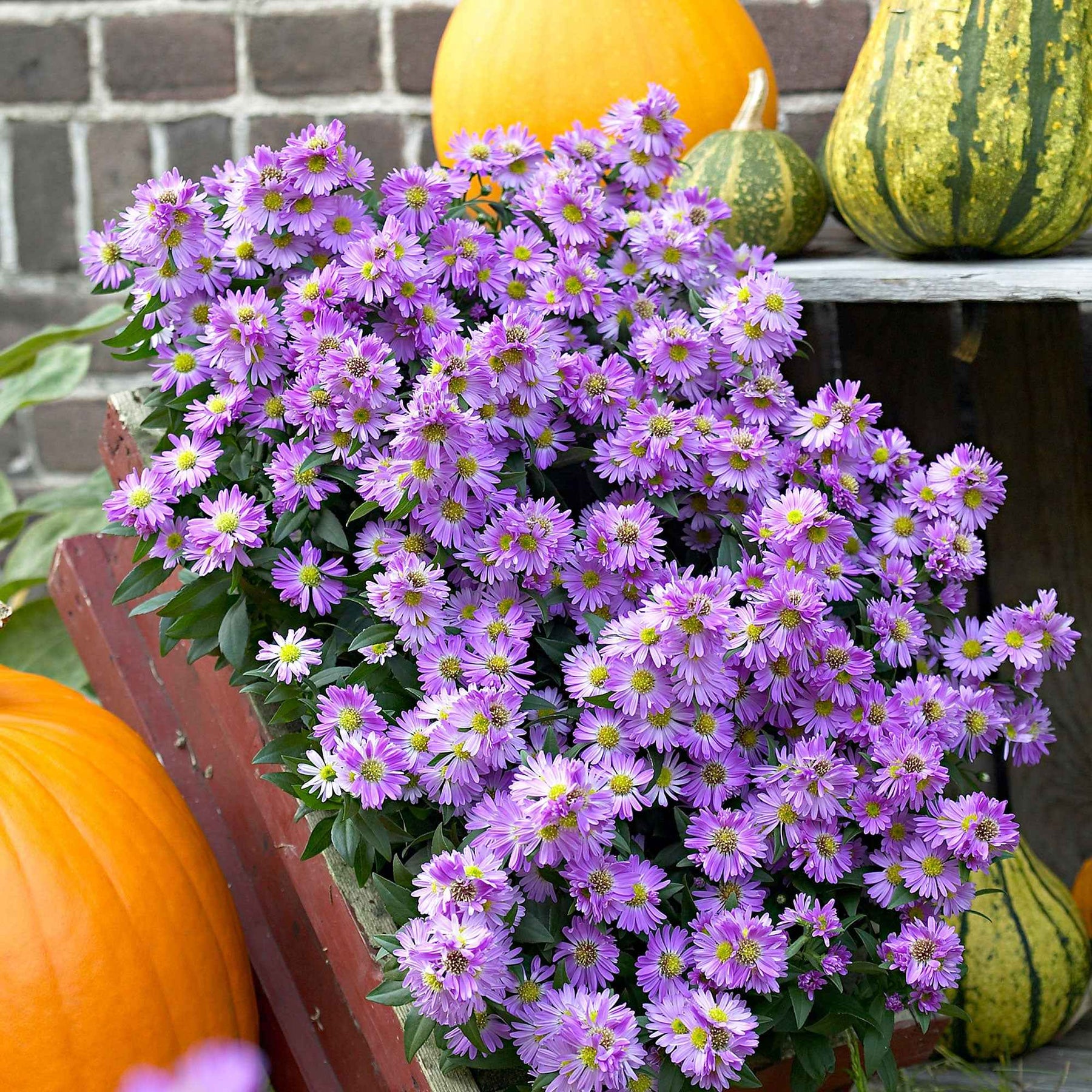 Raublatt-Aster 'Purple Dome' - Willemse