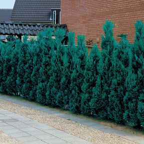 Blaue Scheinzypresse 'Columnaris' - Chamaecyparis lawsonia columnaris - Hecken