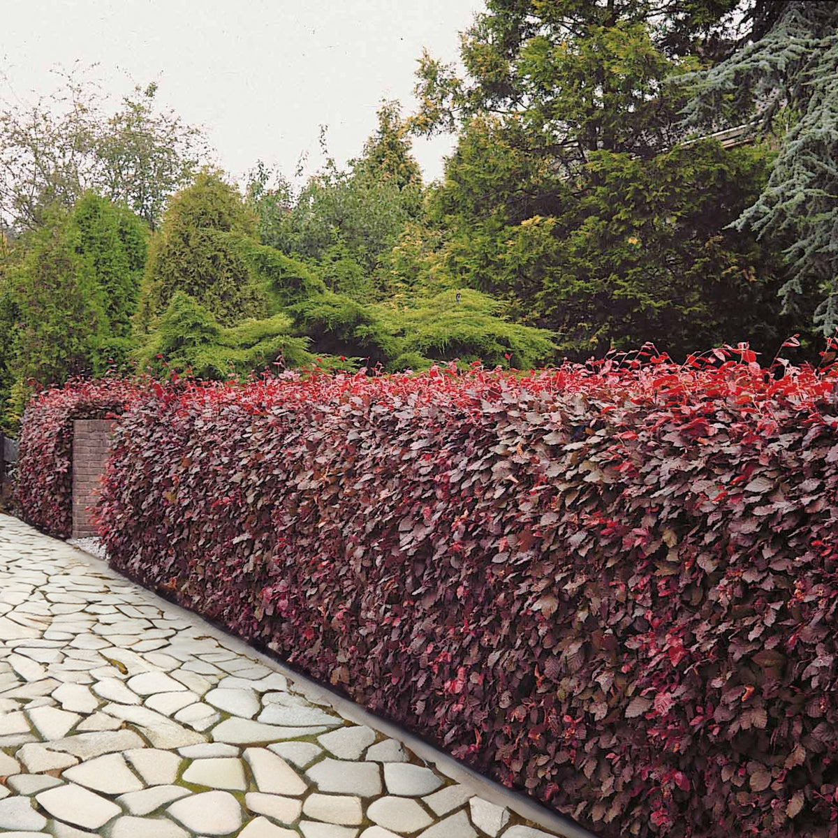 Rotbuche 'Atropurpurea' - Willemse