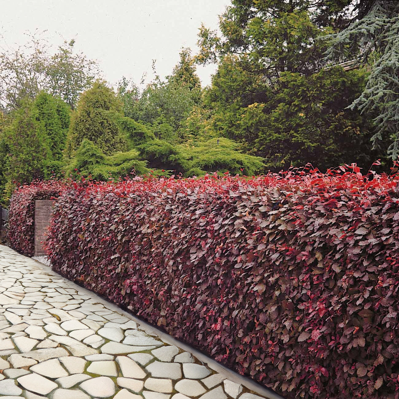 Rotbuche 'Atropurpurea' - Willemse