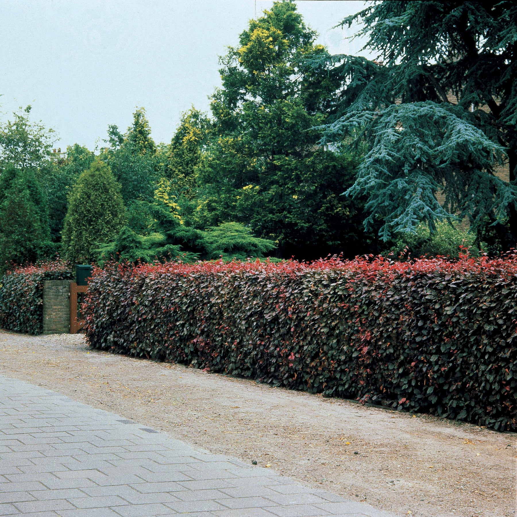 Rotbuche 'Atropurpurea' - Fagus sylvatica purpurea - Willemse